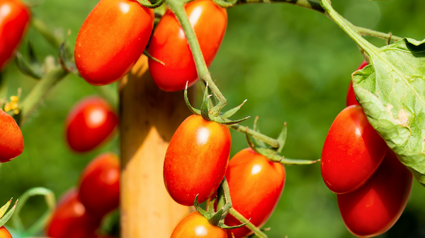 Roma tomato plants growing on a stake in the garden
