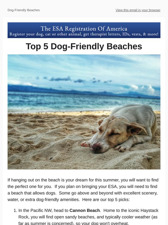 Top 5 Beaches: Dog Friendly Destinations