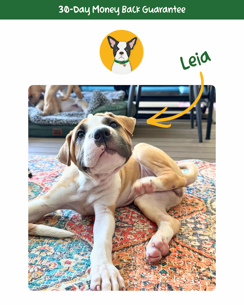 Dog