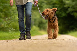 Dog walk