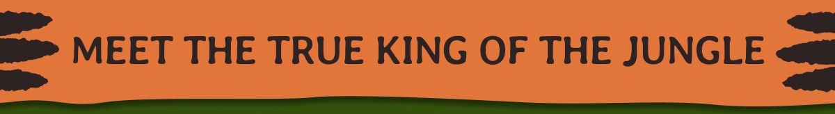 Meet the true king of the jungle! Fahlo officially has tiger tracking!