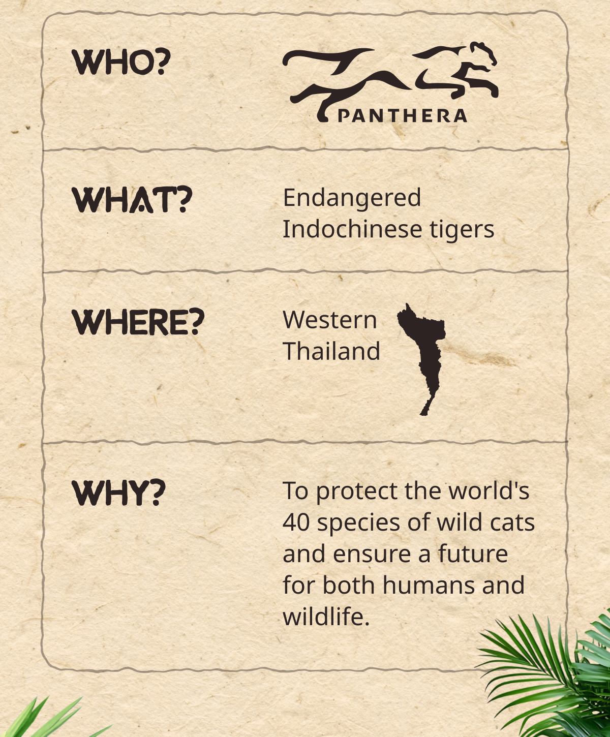 WHO? Panthera WHERE? In Western Thailand, specifically in the endangered Indochinese tigers. WHY? To protect the world’s 40 species of wild cats and ensure a future for both humans and wildlife.