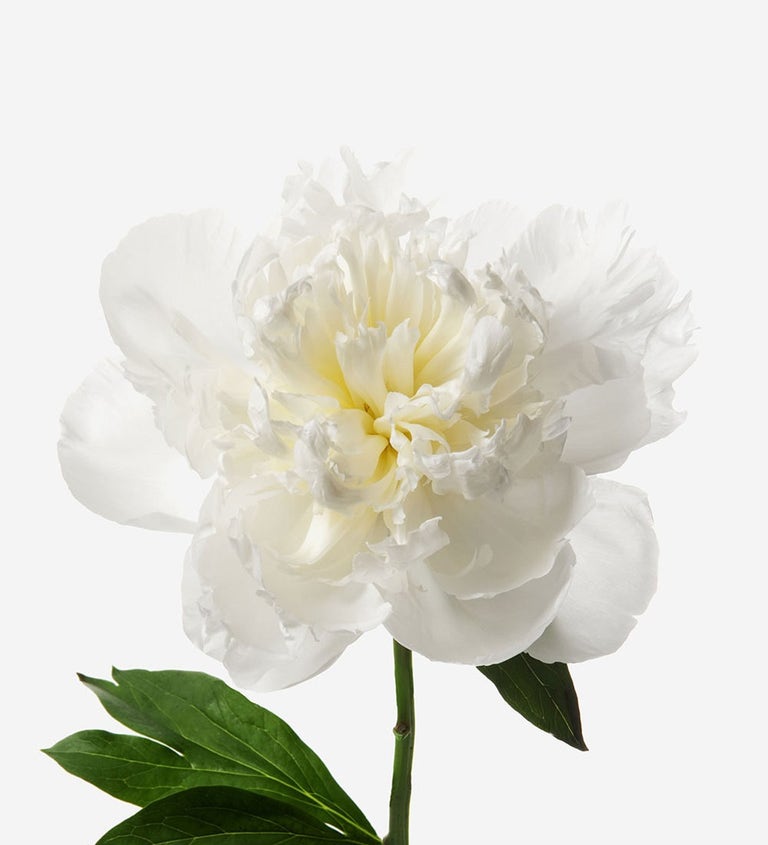 Cotton Cloud Peony