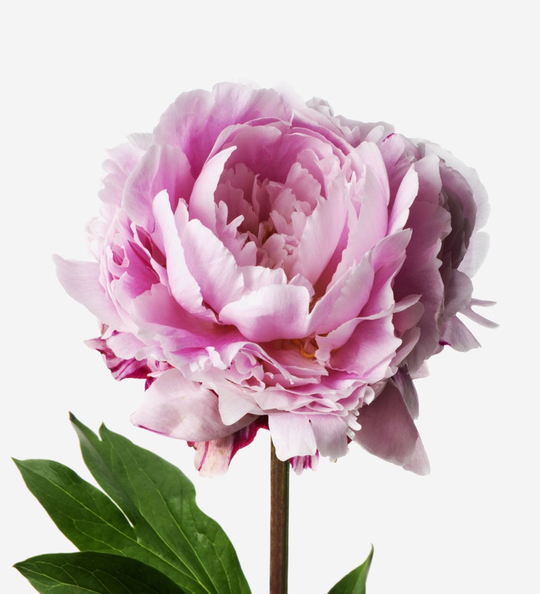 Primrose Peonies