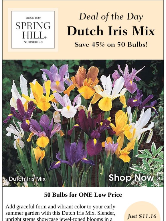 Deal of the Day | Save 45% on Dutch Iris Mix