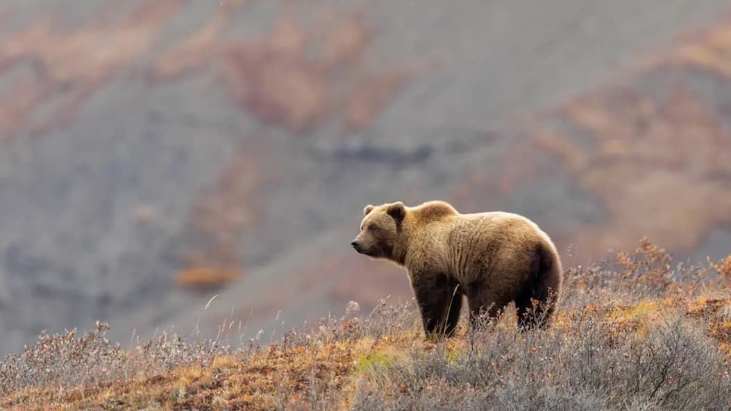 grizzly