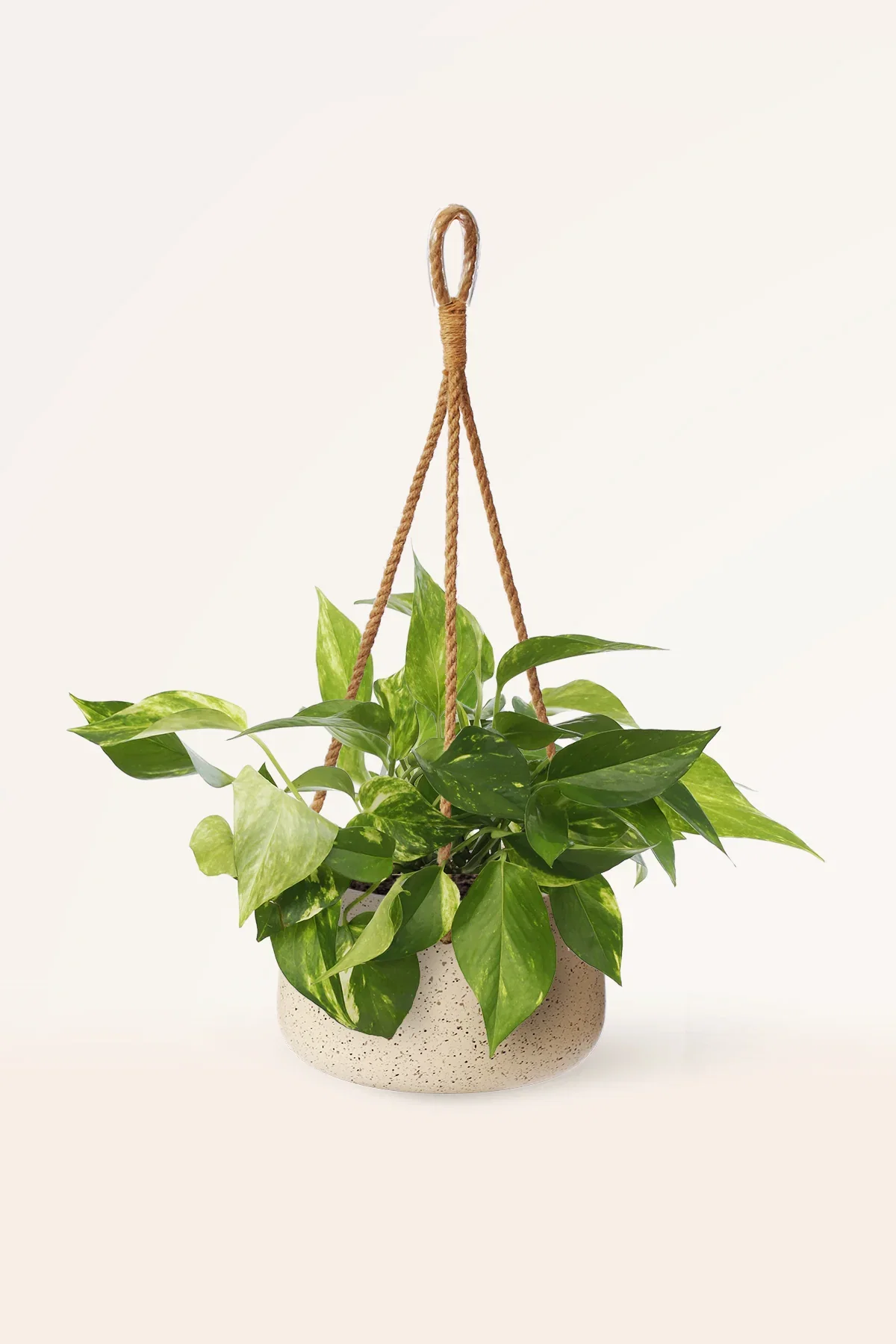 Image of Pothos