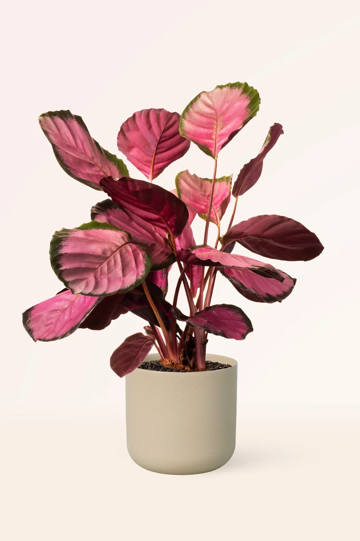 Image of Calatheas