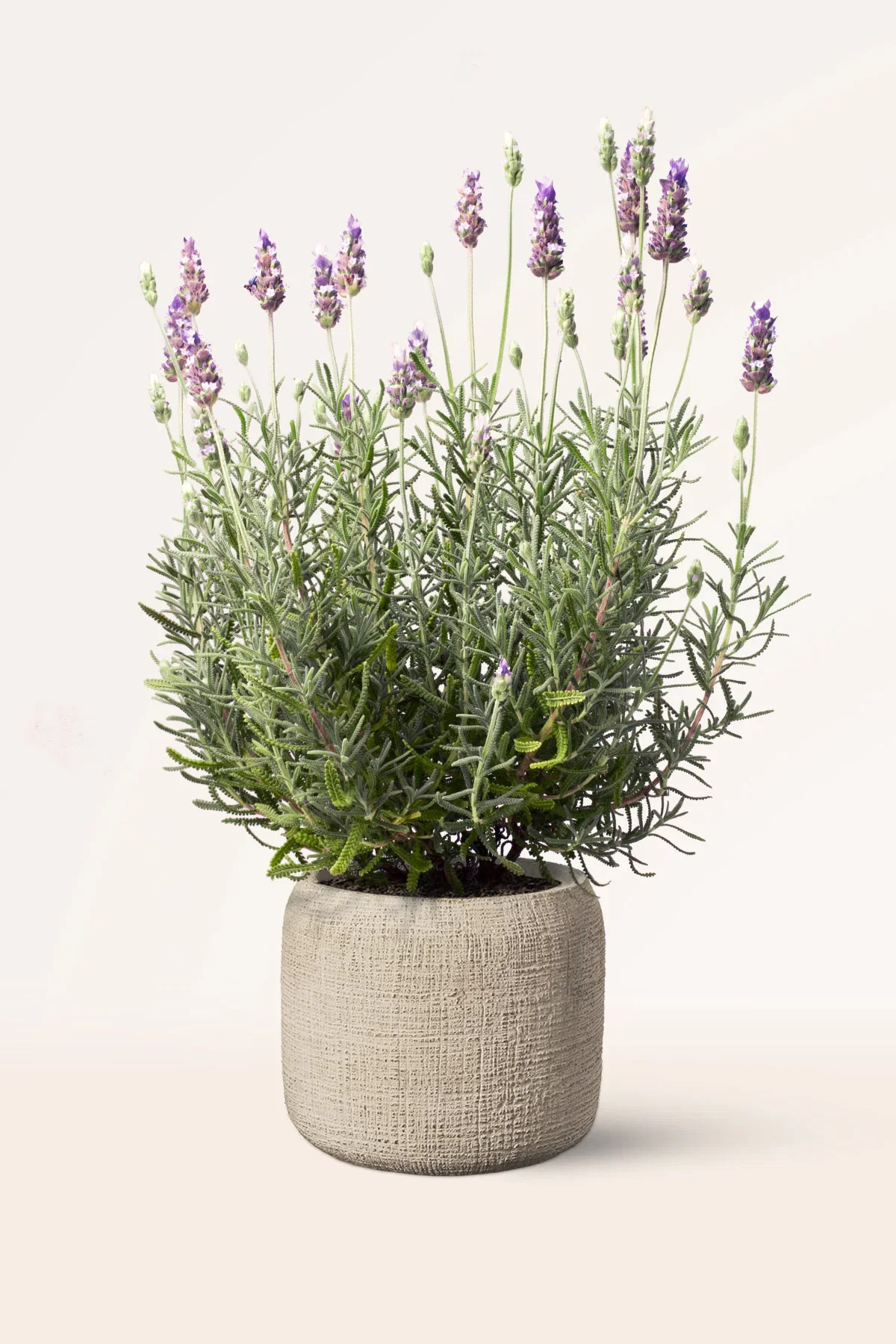 Image of Lavanda