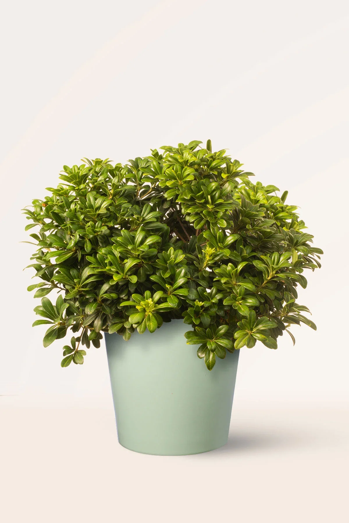 Image of Pittosporum