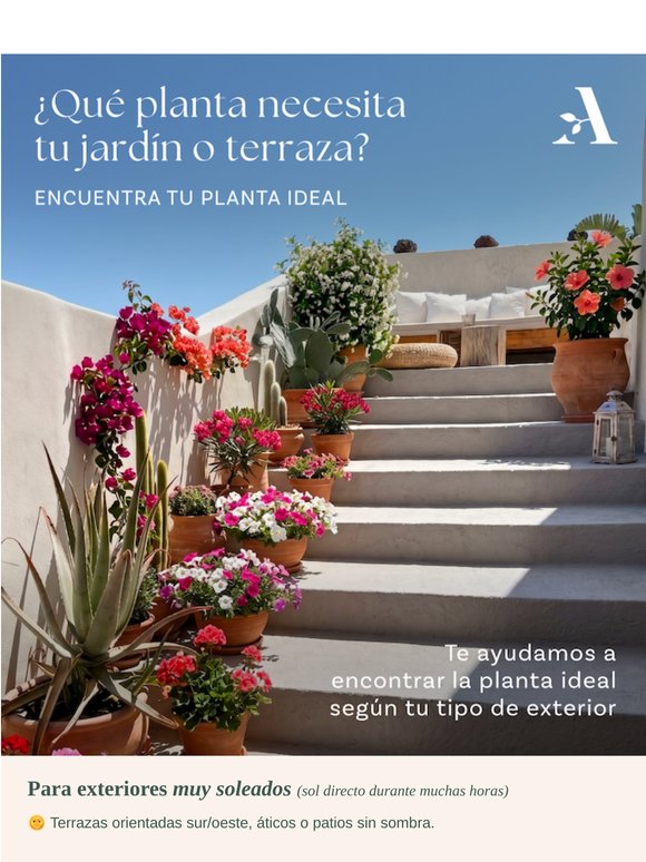 ¿Qué planta necesita tu terraza? 🌴 Encuentra tu planta ideal