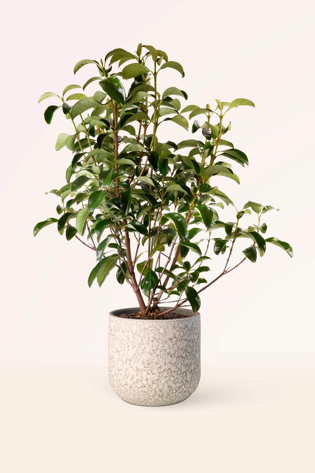 Image of Viburnum Lucidum