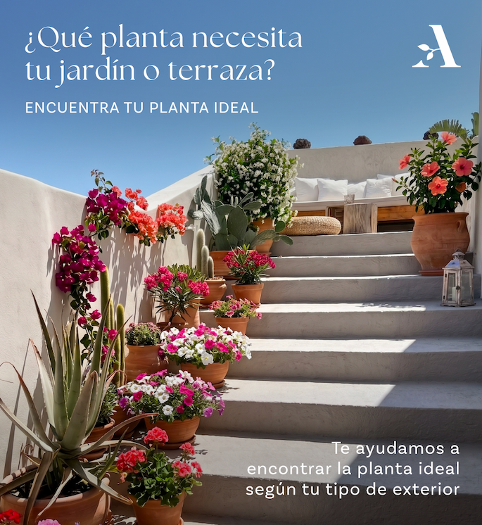 Plantas de exterior