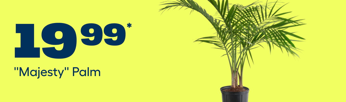 $19.99* ''Majesty'' Palm