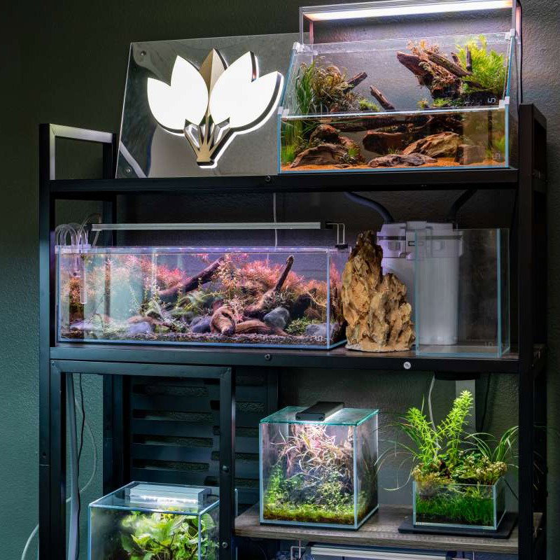 Tips for a Seamless & Successful Nano Tank Setup