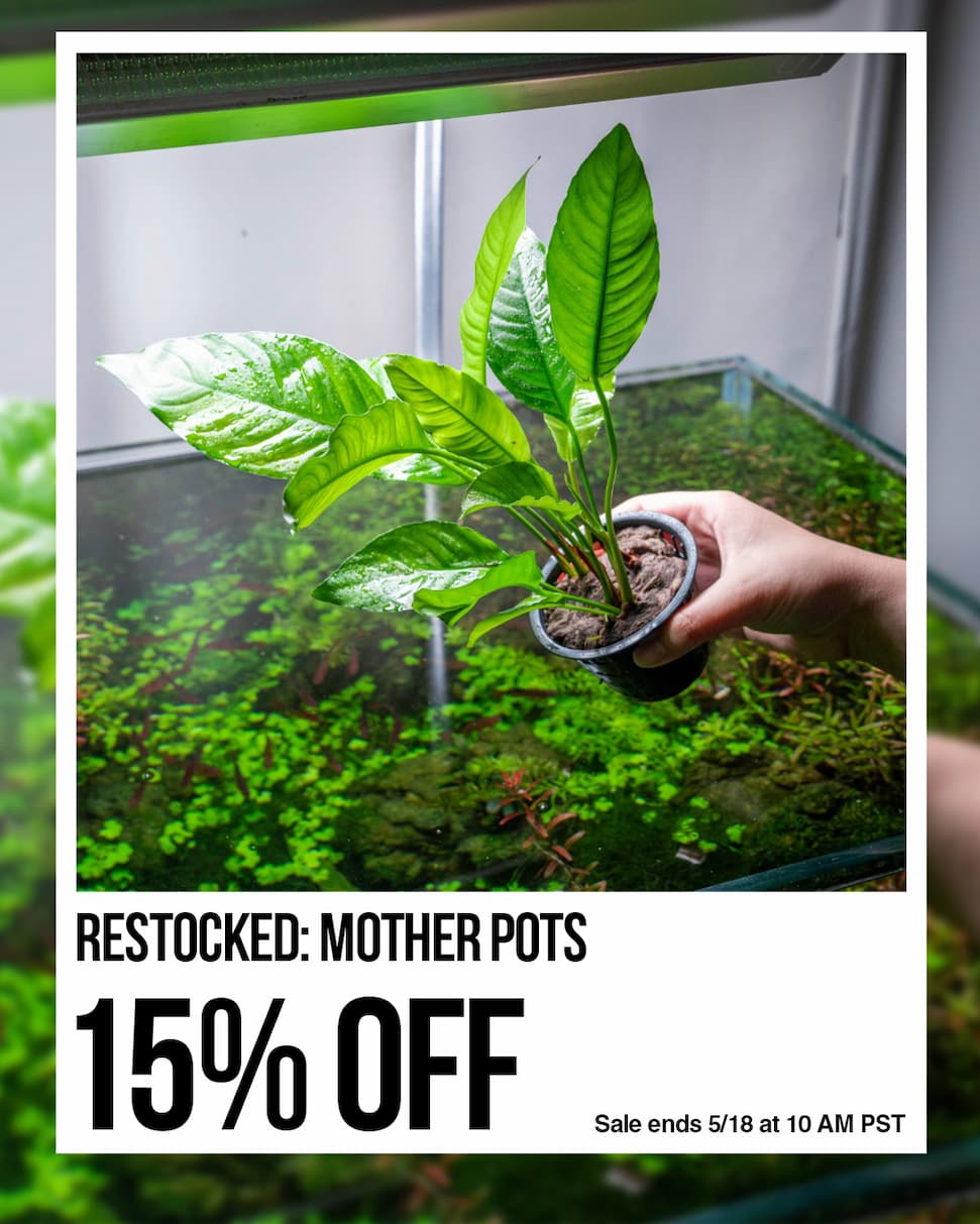 15% Off Mother Pot Sale