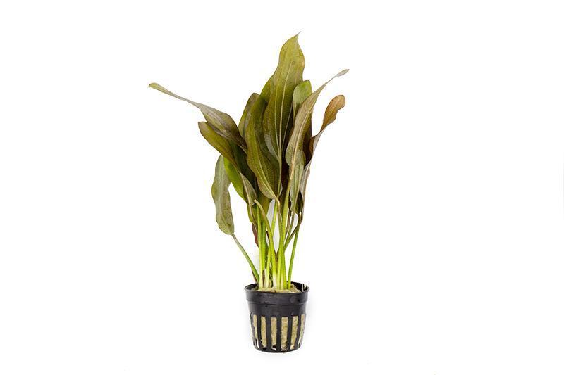Image of Echinodorus Rose