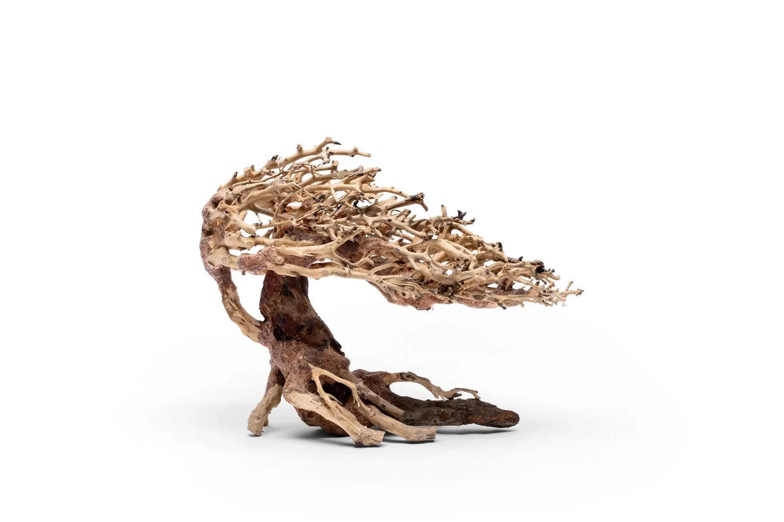 Image of UNS Bonsai 019