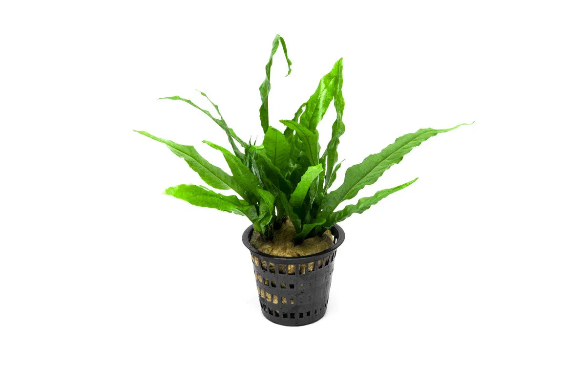 Image of Java Fern