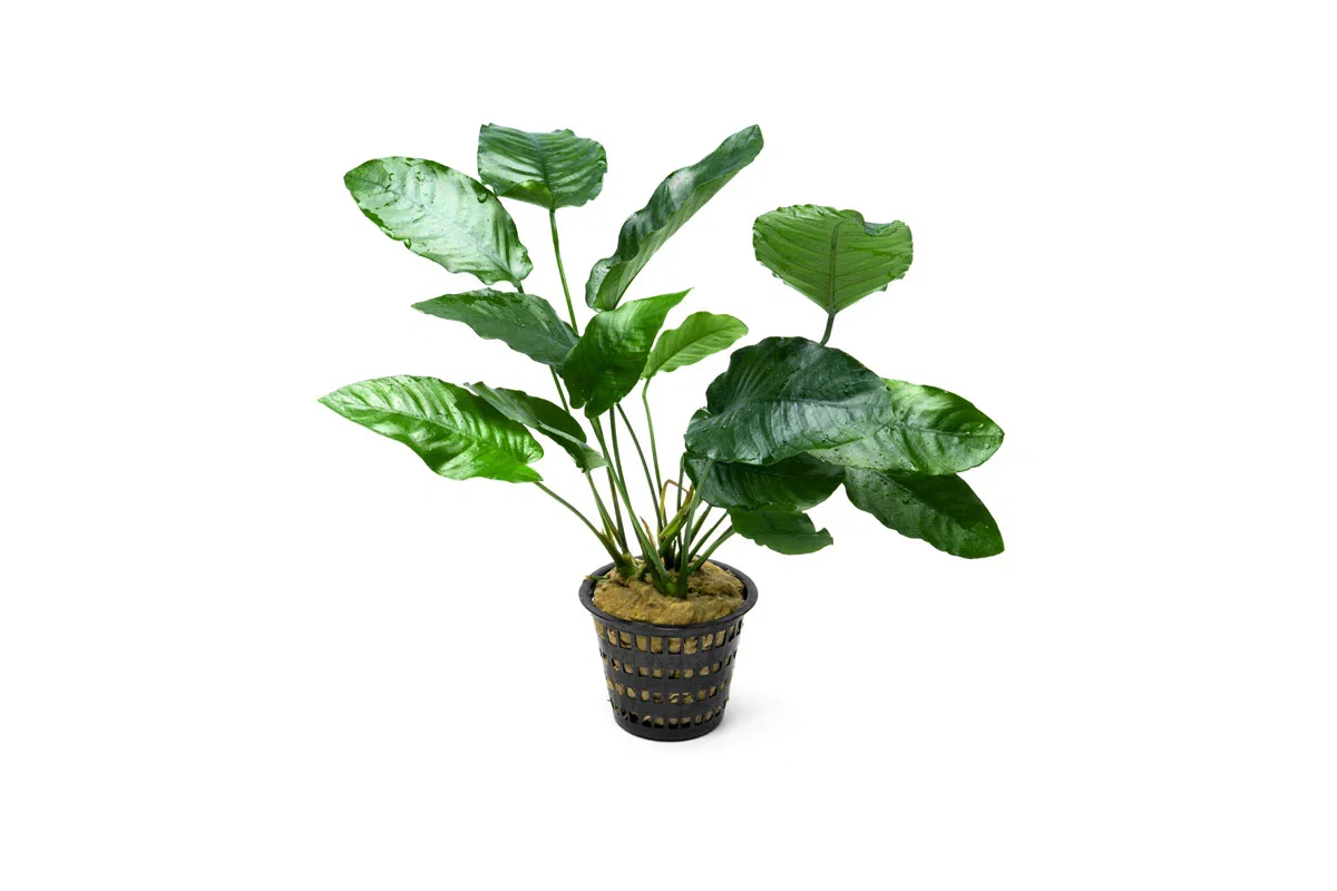 Image of Anubias Barteri