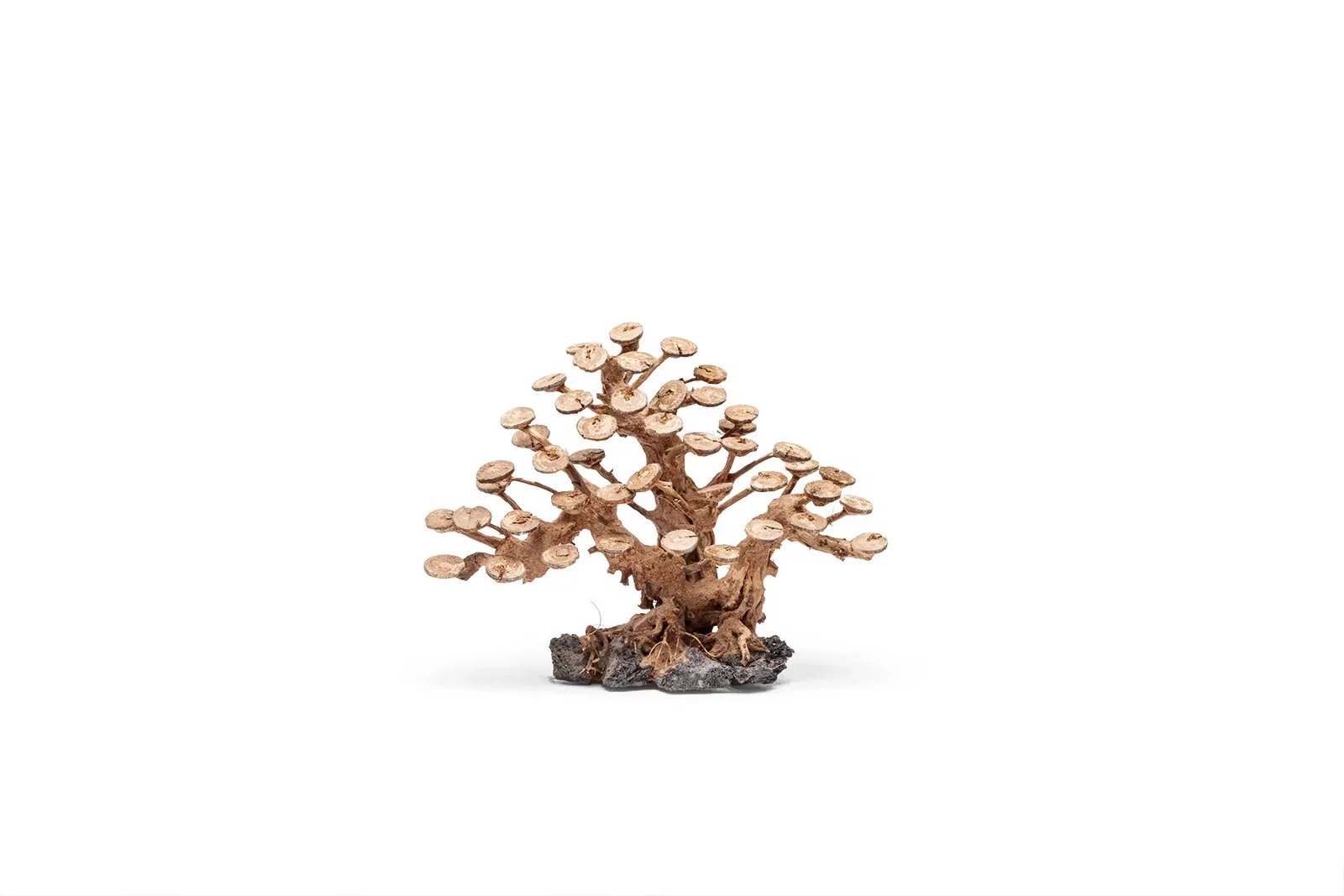 Image of UNS Bonsai 016