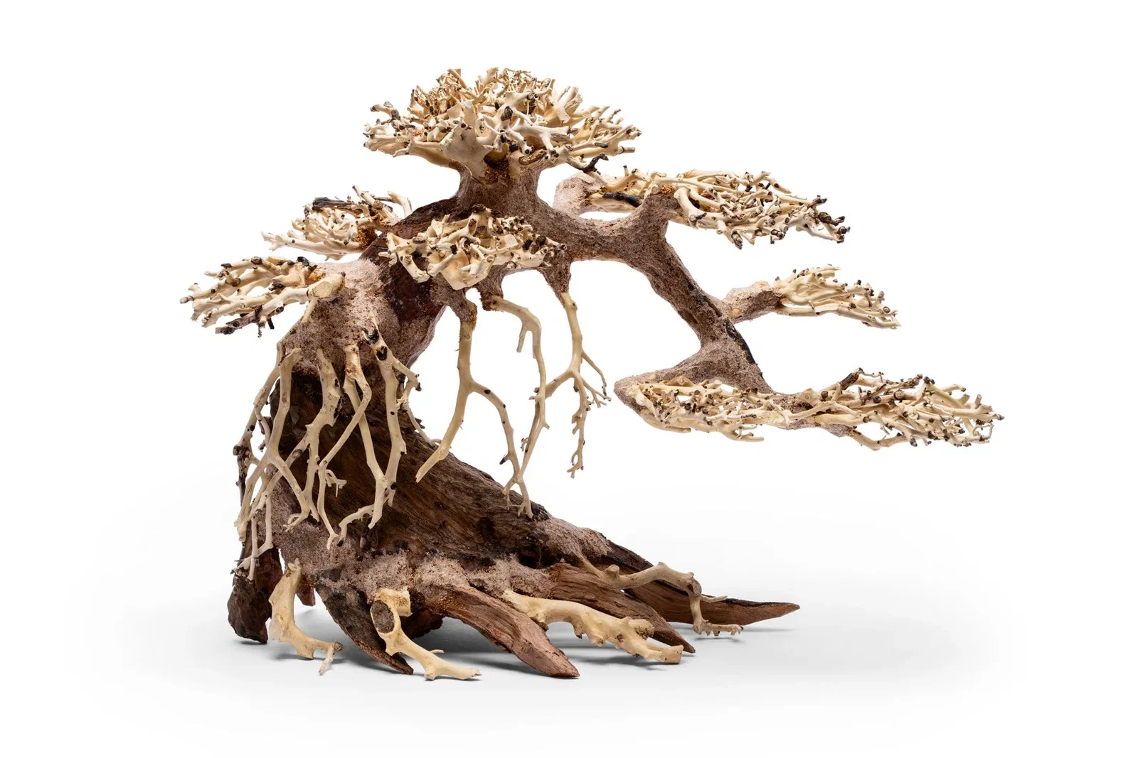 Image of UNS Bonsai 021