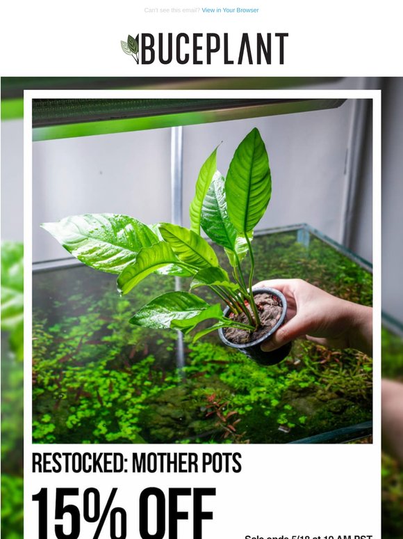 Restock Alert: Get 15% Off Mother Pots🪴