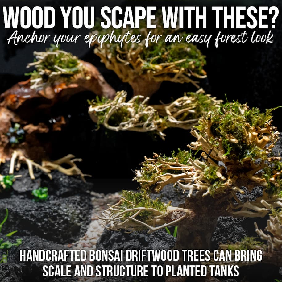 Bonsai Tree Hardscape