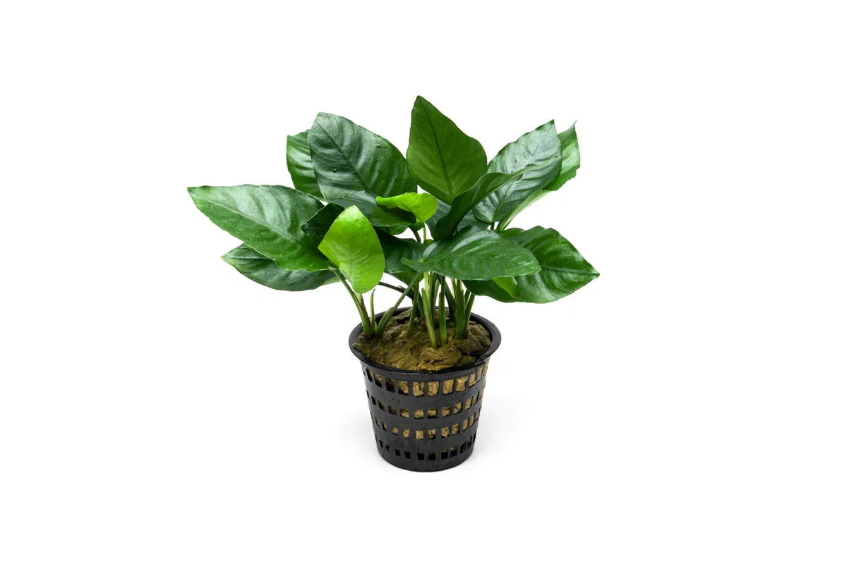 Image of Anubias Nana