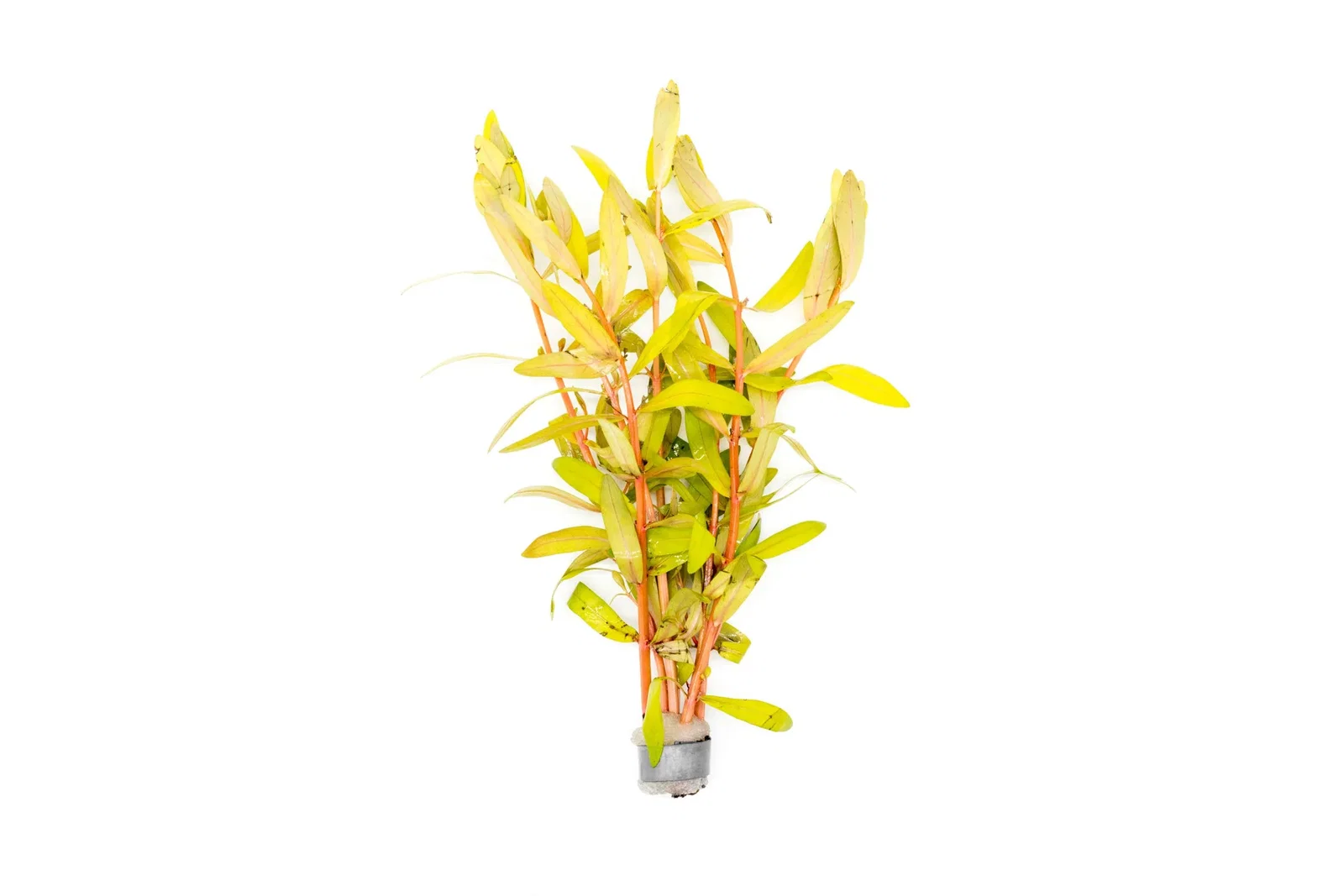Image of Nesaea Pedicellata Golden