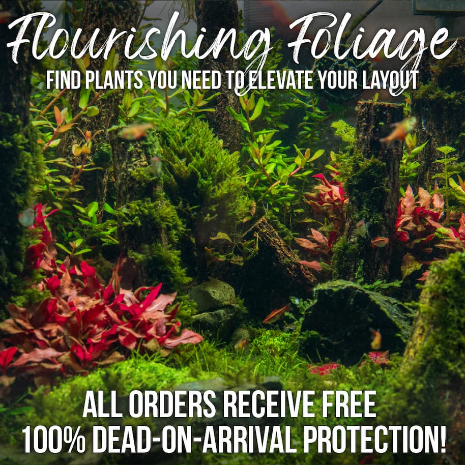 Aquarium Plants Available