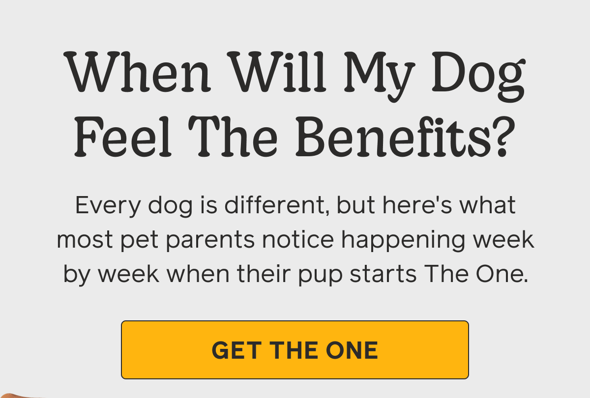 When Will My Dog Feel The Benefits?