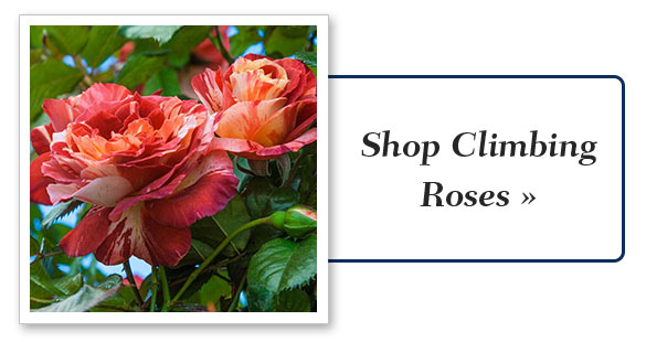 Shop Climbing Roses