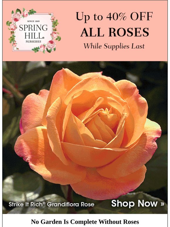 ROSE SALE | Up to 40% OFF!