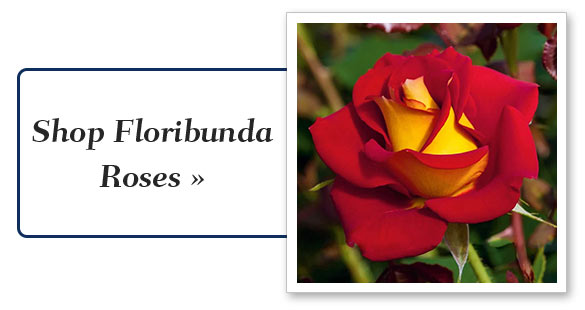 floribunda-roses