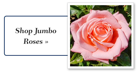 jumbo-roses