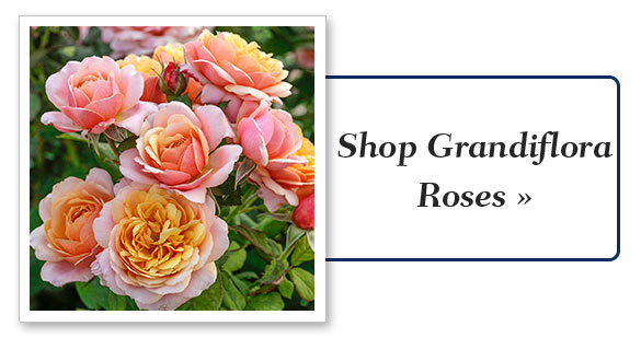 grandiflora-roses