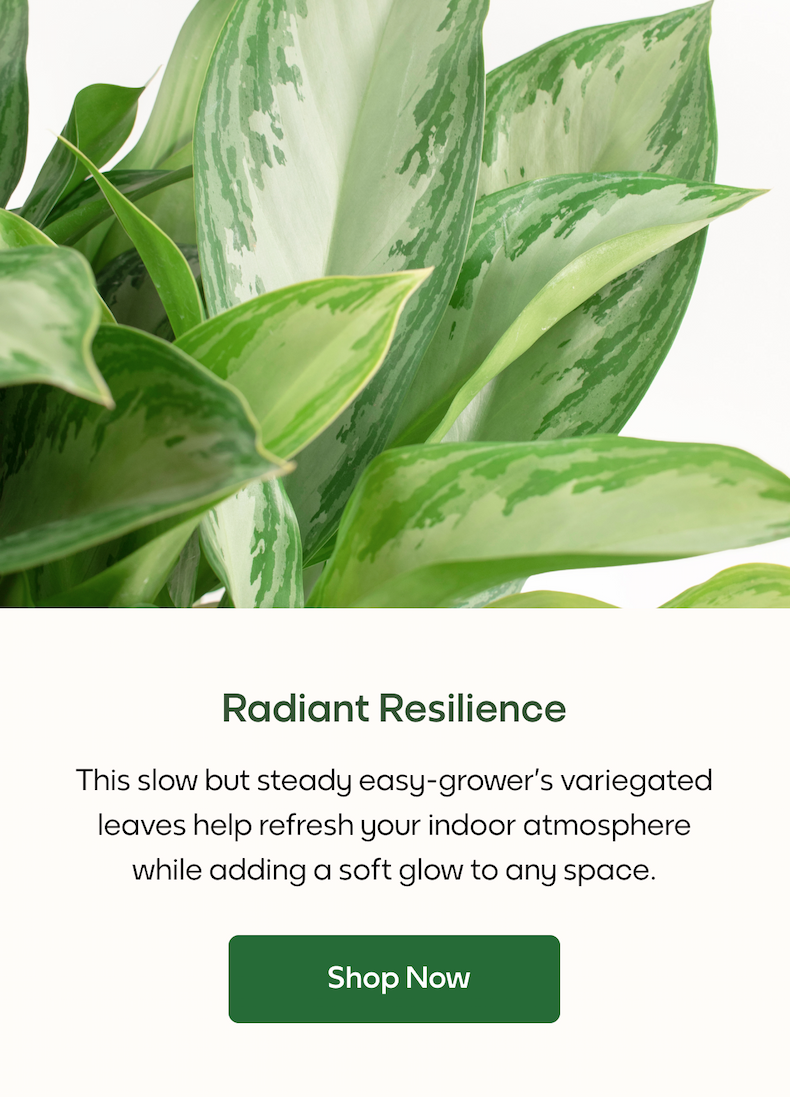 Radiant Resilience