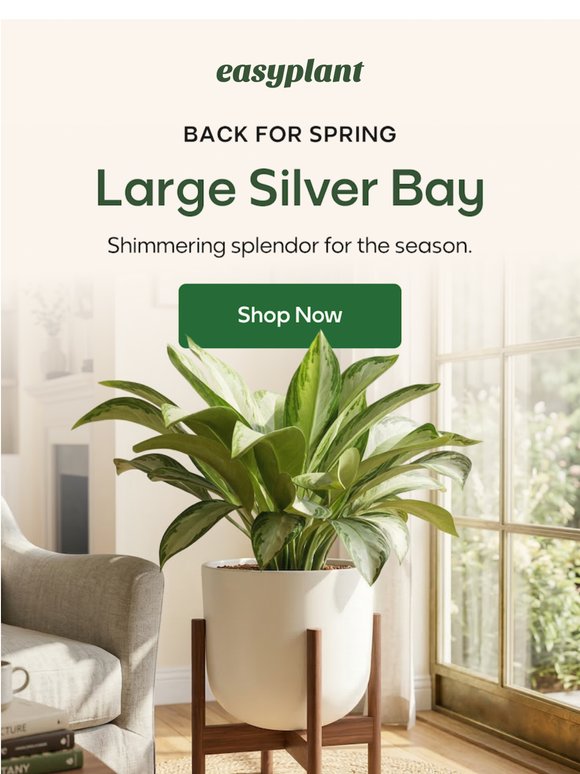 Back in Stock: Large Silver Bay 🩶🪴