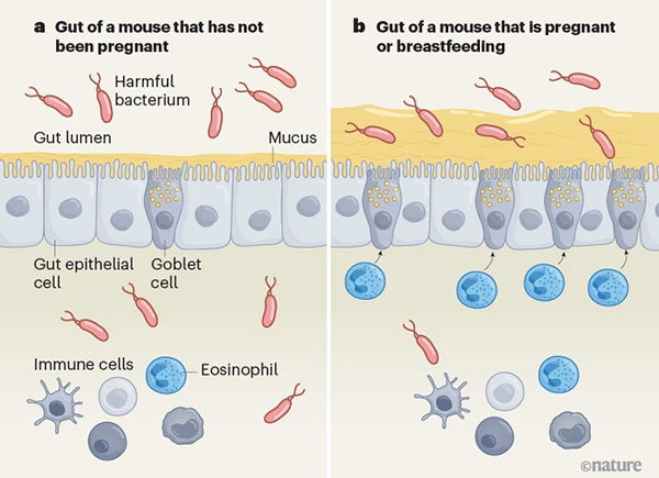 An infographic showing the difference in gut immunity between mice that are pregnant and not. In mice that are pregnant or breastfeeding, immune cells called eosinophils boost the number of goblet cells in the gut lining, which produce a thick mucus that shuts out invading bacteria.