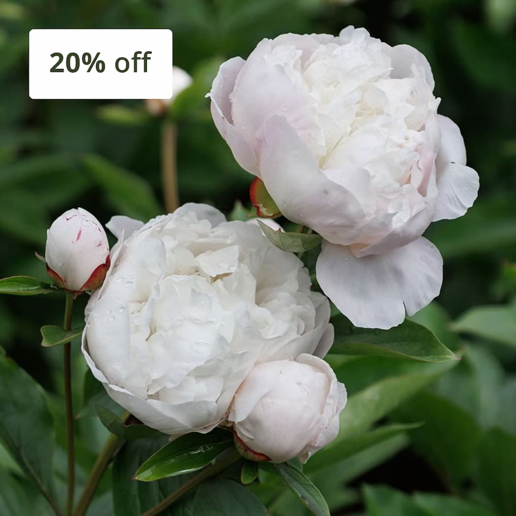 Paeonia lactiflora 'Festiva Maxima'