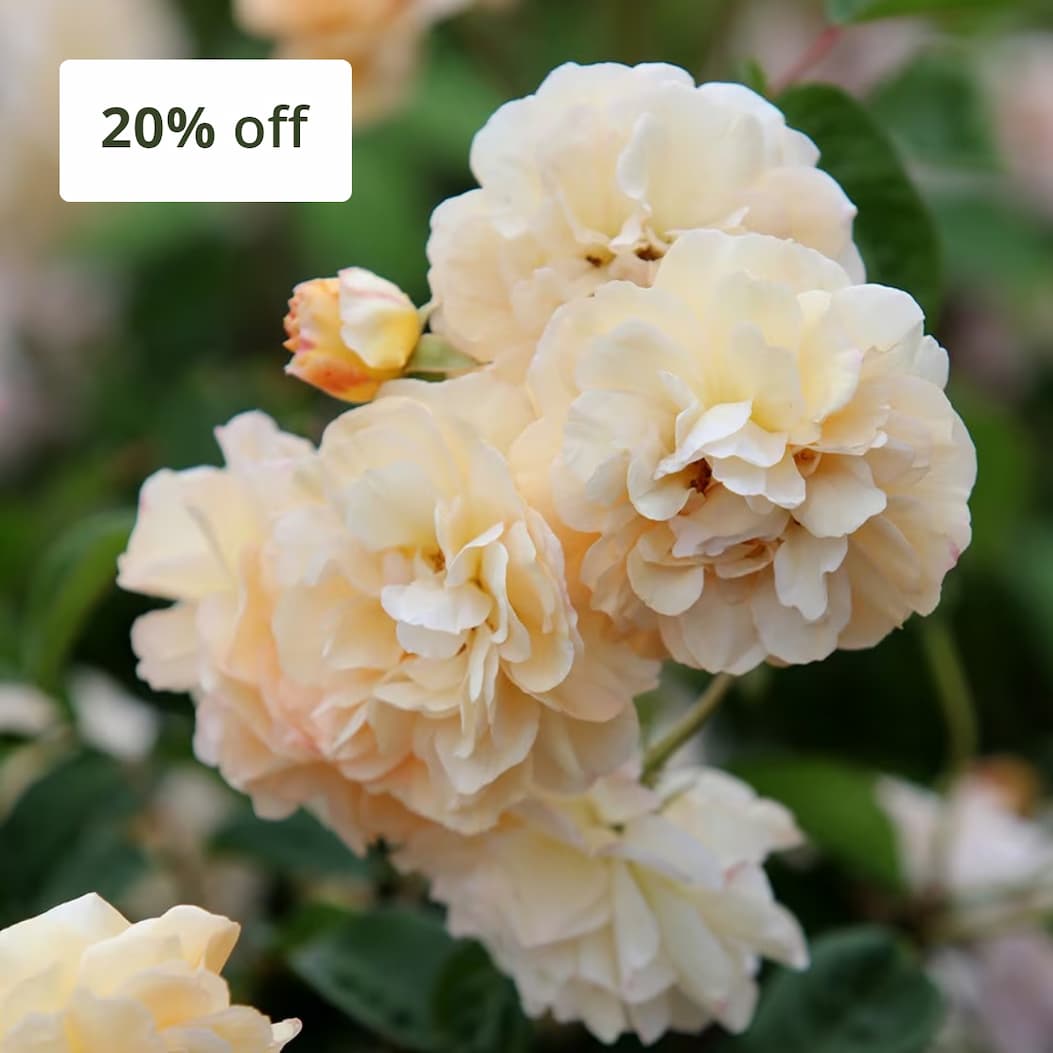 Rosa 'Buff Beauty'