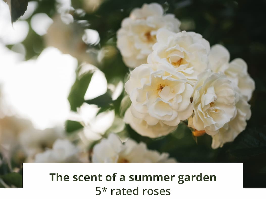 The scent of a summer garden 