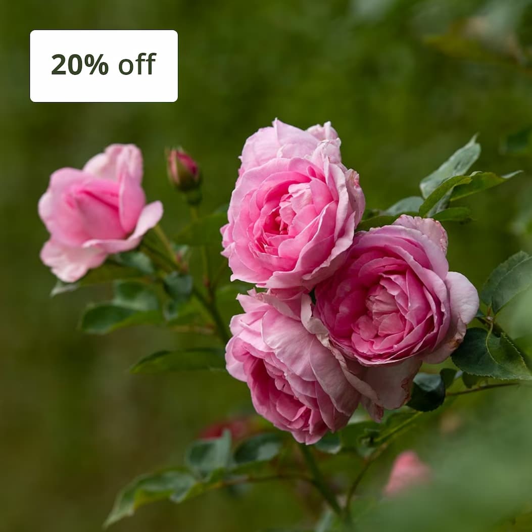 Scented roses