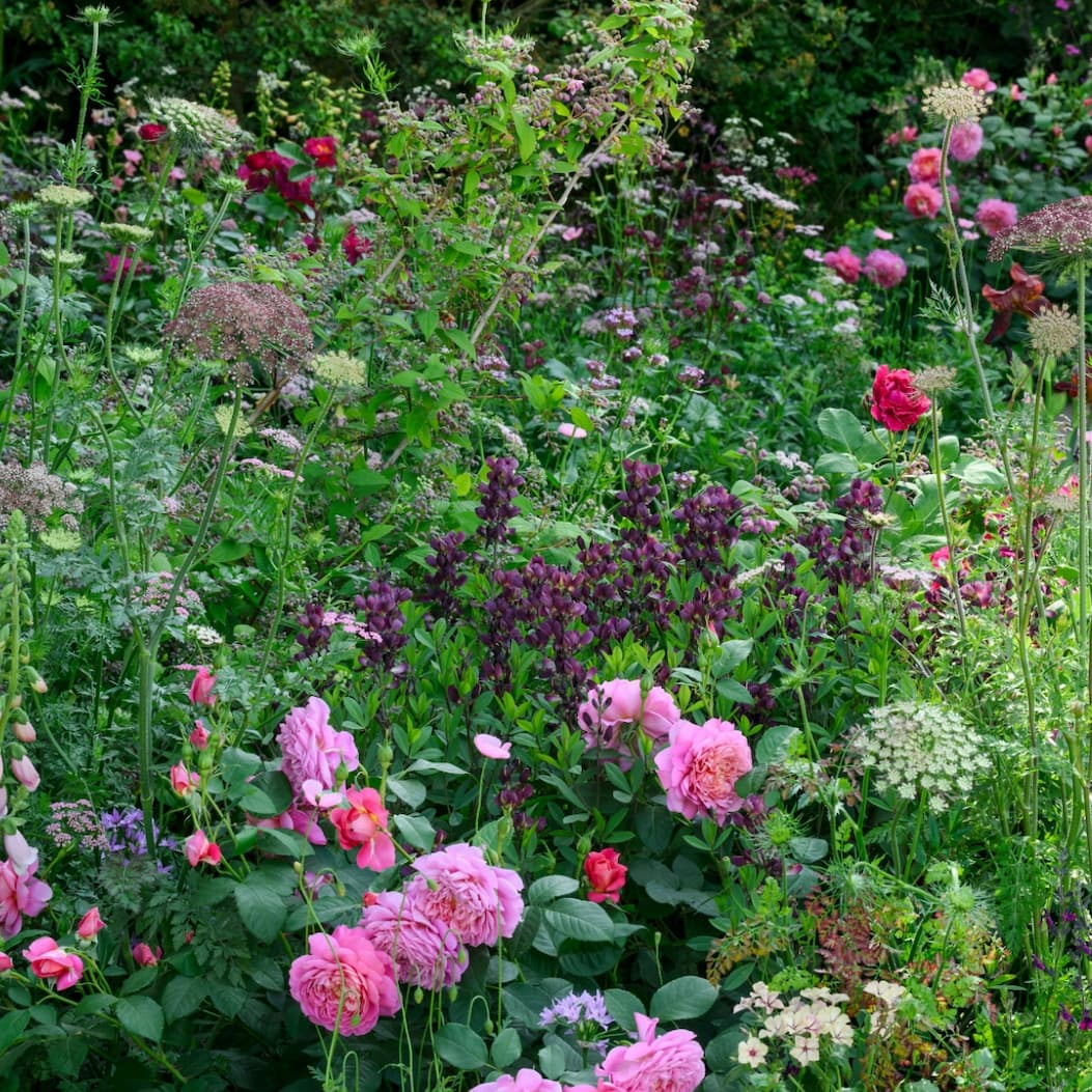 The beauty of a cottage garden