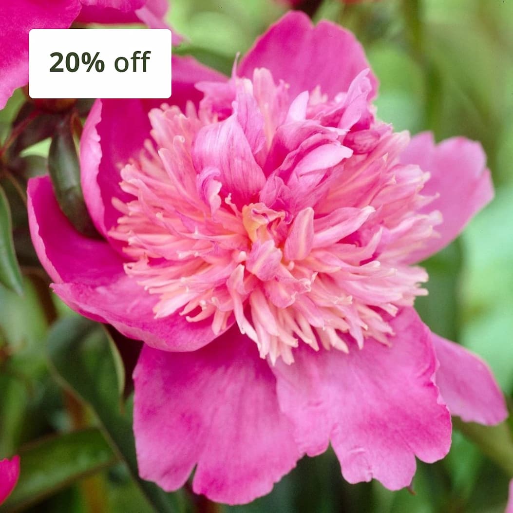 Paeonia lactiflora 'Sorbet'