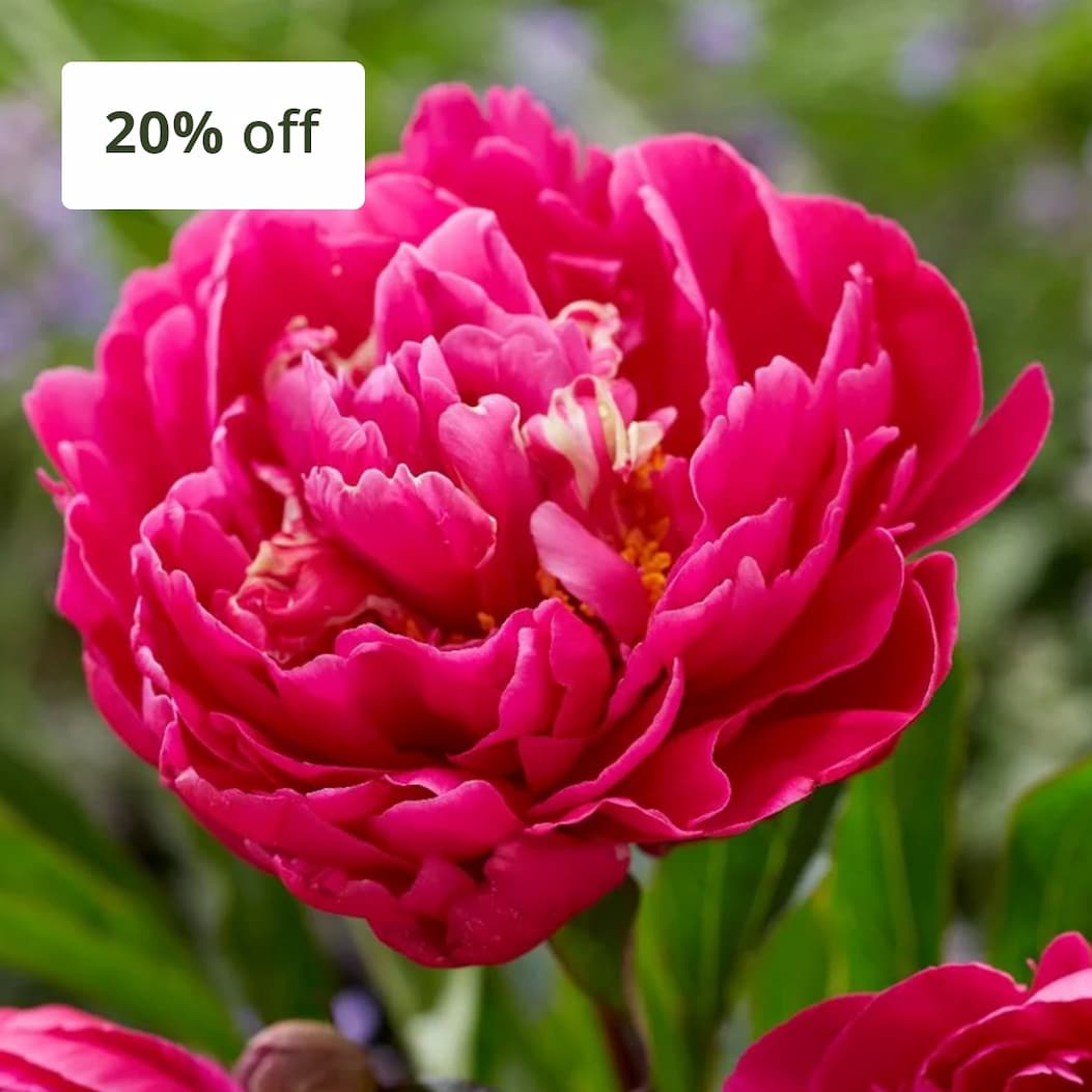 Paeonia lactiflora 'Karl Rosenfield' 