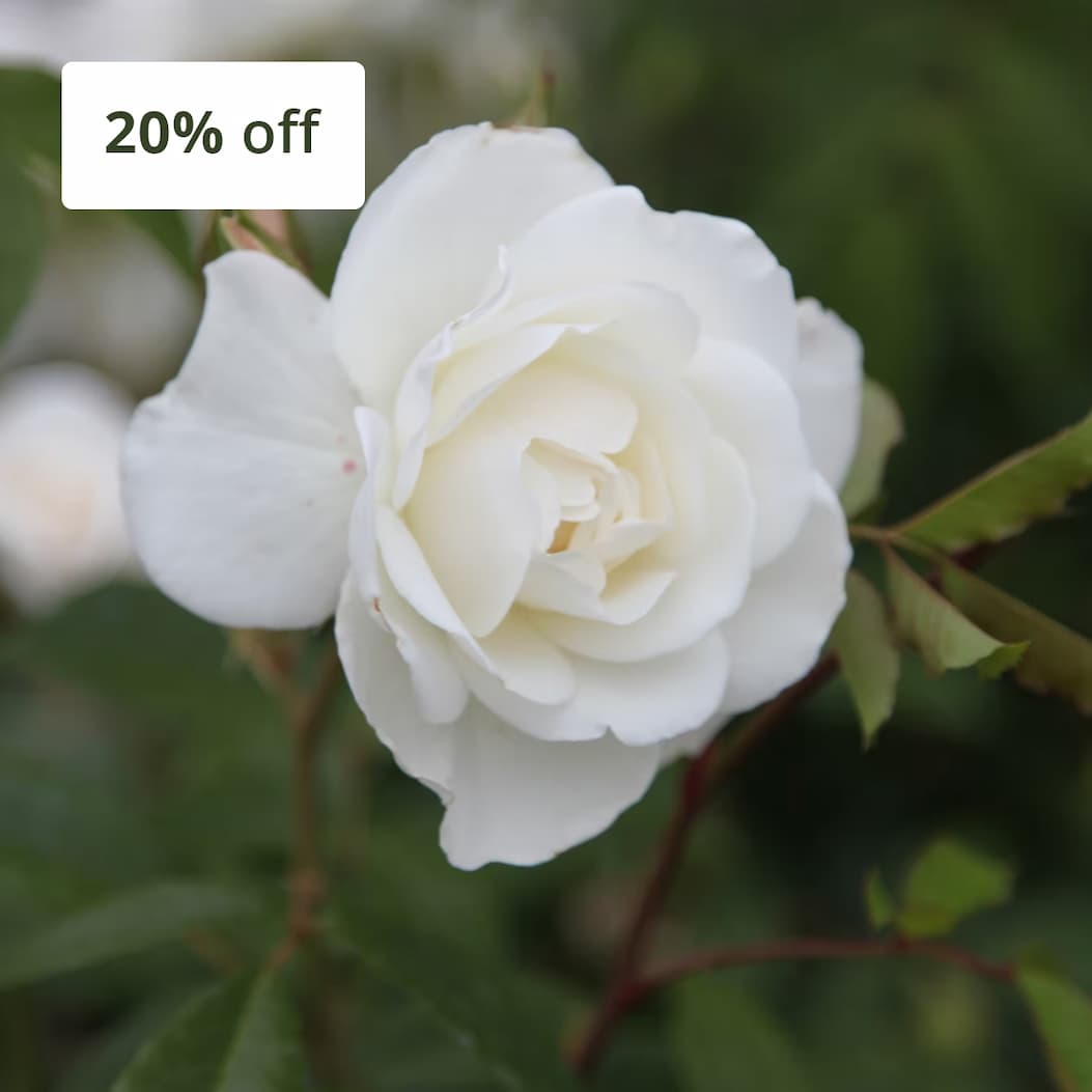 Climbing roses