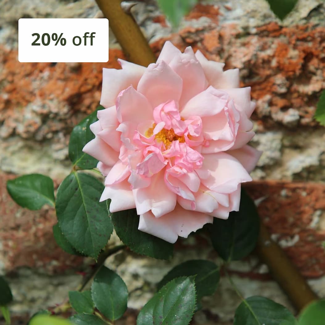Rosa 'Rosa Albertine'