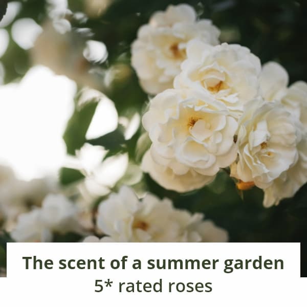 5 star roses